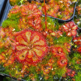 Fresh Drosera Seeds Mix – Different Varieties Including Drosera floribunda, Drosera dielsiana, Drosera cuneifolia, and More, High Germination, 2024 Harvest