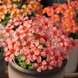 Oxalis Obtusa Series Bulb - 'Red Queen', Pack of 5 Bulbs