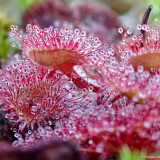 Fresh Drosera Seeds Mix – Different Varieties Including Drosera floribunda, Drosera dielsiana, Drosera cuneifolia, and More, High Germination, 2024 Harvest