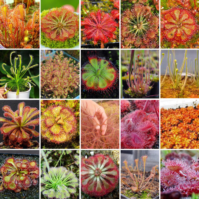 Fresh Drosera Seeds Mix – Different Varieties Including Drosera floribunda, Drosera dielsiana, Drosera cuneifolia, and More, High Germination, 2024 Harvest