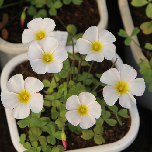 Oxalis Obtusa Series Bulb - 'Marshmallow', Pack of 3 Bulbs