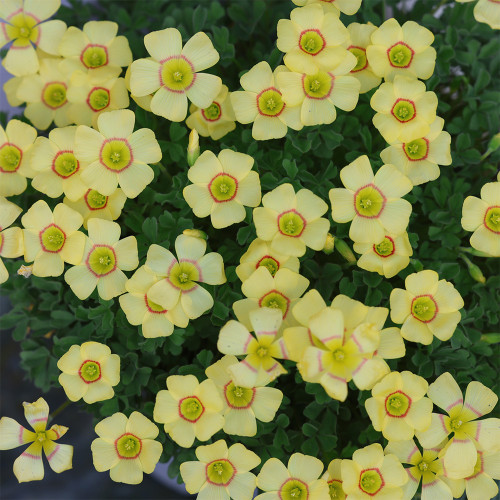 Oxalis Obtusa Series Bulb - 'Red String', Pack of One Bulb