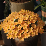 Oxalis Obtusa Series Bulb - 'Fanta', Pack of 5 Bulbs