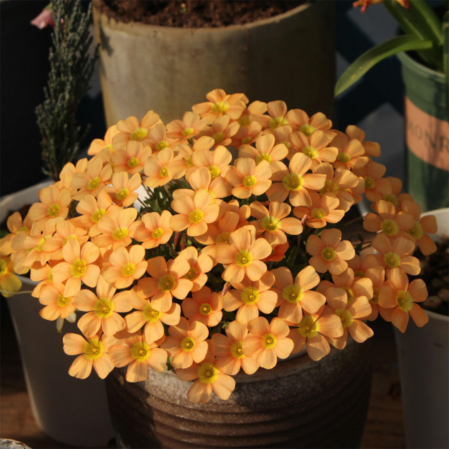 Oxalis Obtusa Series Bulb - 'Fanta', Pack of 5 Bulbs