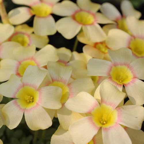 Copy Oxalis Obtusa Series Bulb - 'Almond Butter', Pack of 5 Bulbs