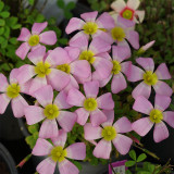 Oxalis Obtusa Series Bulb - 'Silver Ring', Pack of 2 Bulbs