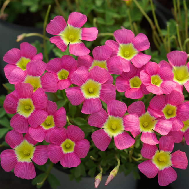 Oxalis Obtusa Series Bulb - 'Pigeon Blood', Pack of One Bulb