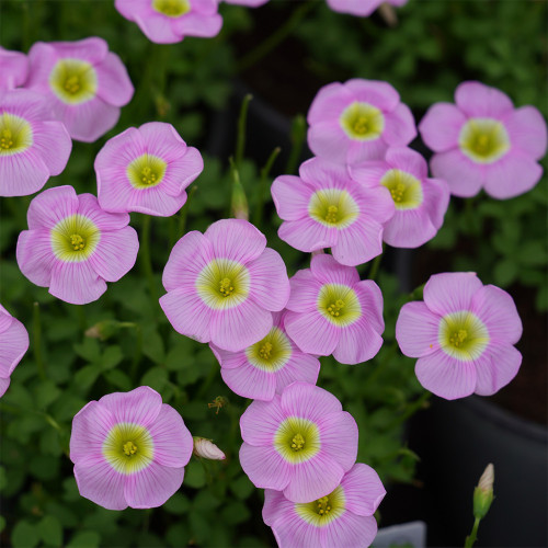 Oxalis Obtusa Series Bulb - 'Lavender', Pack of One Bulb