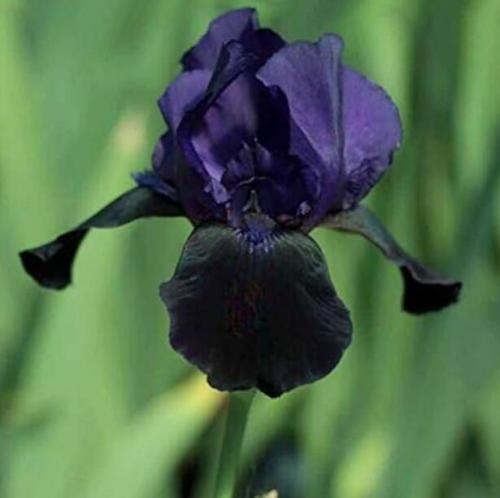 Black Tall Bearded Flag Iris Perennial Garden Flower Seeds