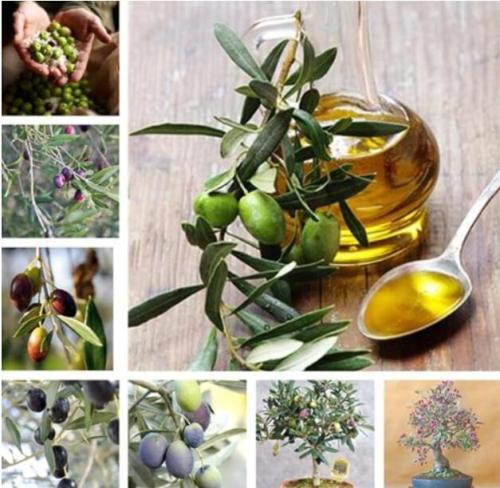 2 PCS Mini Dwaf Garden Olive Tree Seeds