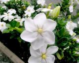 Gardenia Thunbergia 10 Seeds, Fragrant Wild Gardenia, Shrub Seedss Or Small Tree