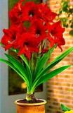 True Amaryllis Bulb, Dark Red Flowers