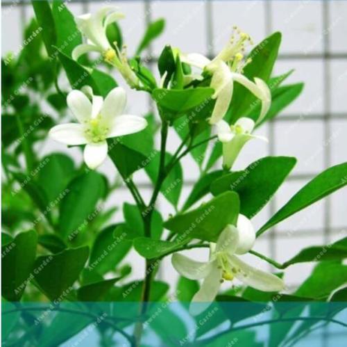 Climbing Murraya Paniculata Orange Jasmine Shrub with Fragrant White Flower Seeds