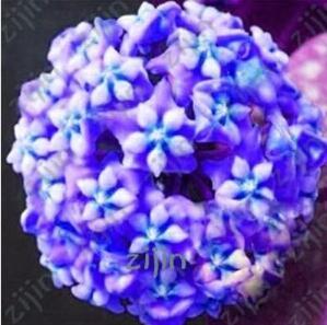 Rare Ball Orchid Flower Seed Perennial Garden Plant Hoya Carnosa Flower Plant
