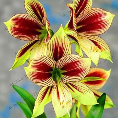True Amaryllis Bulbs