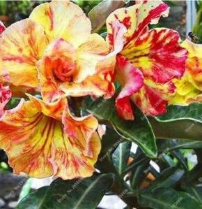Desert Rose Seeds, Yellow-red Big Flowers