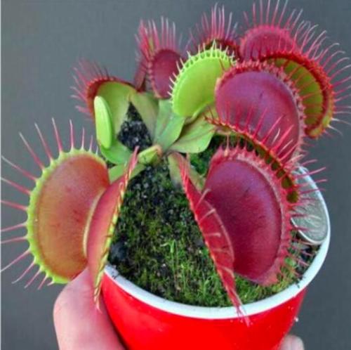 Potted Insectivorous Dionaea Muscipula Giant Clip Flytrap Seeds Carnivorous Plant Organic