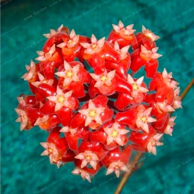 Orchid Ball Rare Ball Orchid Flower Perennial Plant Hoya Carnosa Seeds (Color 18)
