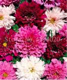 Double Cosmos Perennial Flower Seeds, Mixed