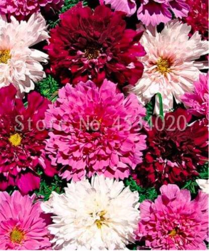 Double Cosmos Perennial Flower Seeds, Mixed