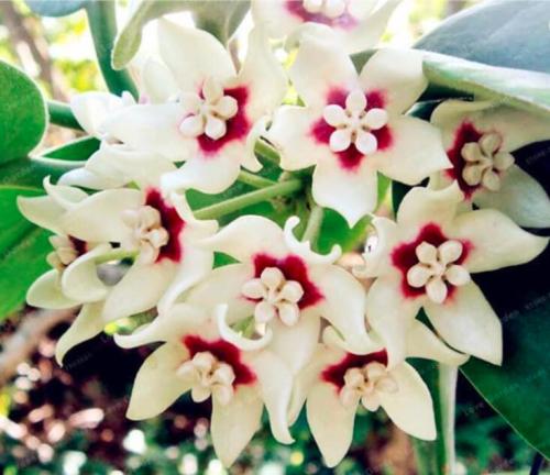 Orchid Ball Rare Ball Orchid Flower Perennial Plant Hoya Carnosa Seeds (Color 3)