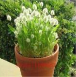 White Bunny Tails Grass, Lagurus Ovatus Seeds