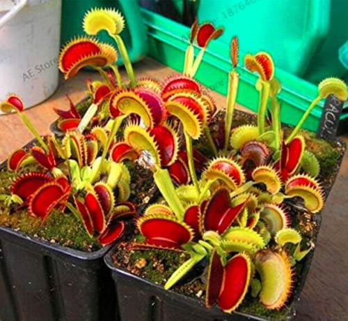 Flytrap plantas Seed Potted Dionaea Muscipula Plant Plante Terrace Garden Carnivorous Plant