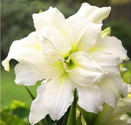 True Hippeastrum Bulbs, Double White Flowers
