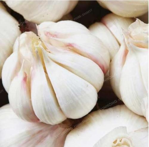 Garlic Seed Rare Healthy Vegetable Seed Organic Green Plant for Home Garden Pot