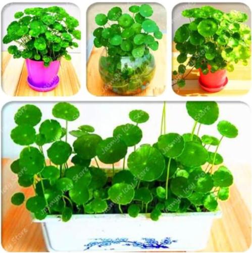 Hydrocotyle Verticillata Seed Penny Grass Plants Indoor Seed Hydrocotyle Vulgaris Potted Planting for Home Garden