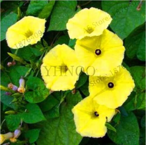 Beautiful Morning Glory Seeds, Yellow Flowers