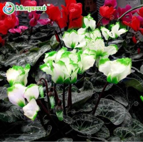 Green Edge White Cyclamen Flower Seed Perennial Flowering Plants Cyclamen Seed