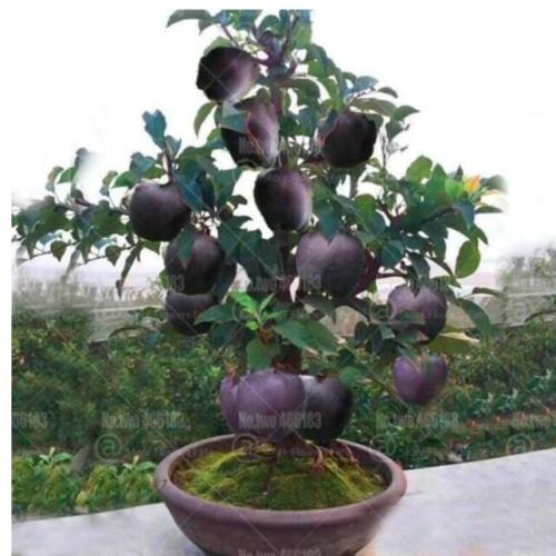 Black Diamond Apple Tree Plants Dwarf Apple Seed Rare Perennial Fruit Plant for Home Garden Plants
