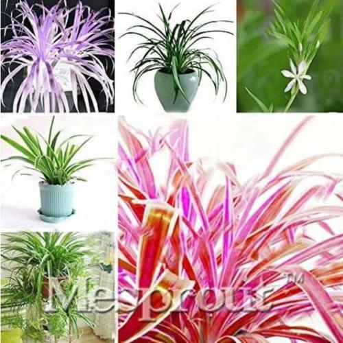 Chlorophytum Seed Absorb Formaldehyde Perennial Potted Plants Indoor Air Purification Plants 4 Kinds - (Color: MIX)