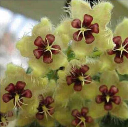 Rare Ball Orchid Flower Perennial Garden Plant Hoya Carnosa Flower (Color 21)