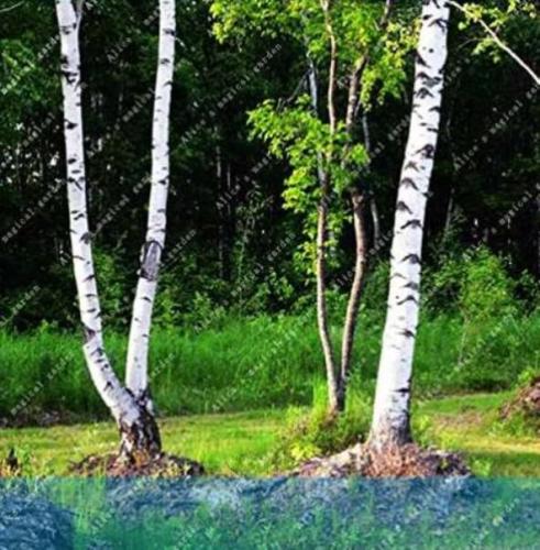 White Birch Tree, Rare Russian Heirloom Sacred White Birch, High Survival Rate of Trees Planted