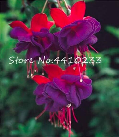 FuchsiaSeeds,LanternFlowerIndoorBalcony,RedPurpleFlowers