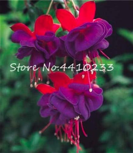 Fuchsia Seeds, Lantern Flower Indoor Balcony, Red Purple Flowers