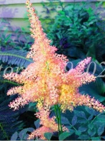 Mix Astilbe Chinensis Pumila Flowers Perennial Plants,Tropical Potted Flore Home Garden-Land Miracle - (Color: 5)