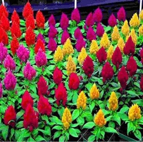 Cockscomb, Celosia Cristata Beautiful Flower Seed Plant Home Garden Mixed