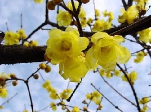 Wintersweet Chimonanthus Fragrans praecox Deciduous Shrub Seeds (Yellow)