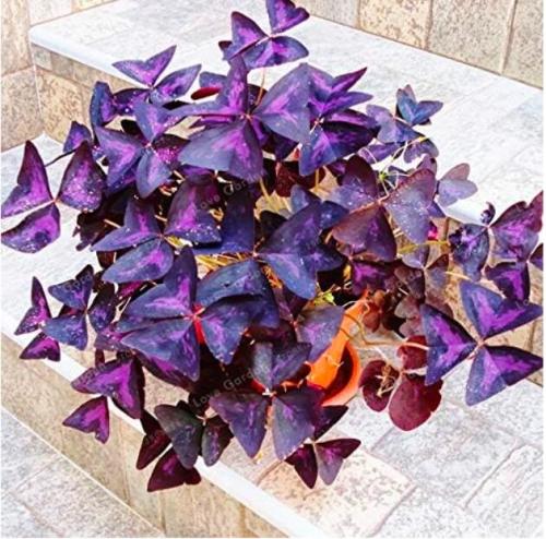 Oxalis Wood Sorrel Flower Oxalis Purple Shamrock Clover 100% Real Flower SeedPerennial Outdoor for Home Garden