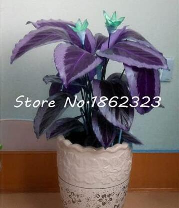 Calathea Seed Foliage Plant Seed Pot Variety Complete The Budding Rate 95% Four Seasons Planting Easy to Grow