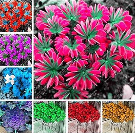 Oxalis Wood Sorrel Flower Mixed Oxalis Shamrock Clover Perennial Charming Flower Seed Plant Outdoor for Home Garden Pot