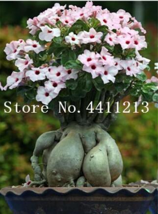 Adenium Obesum Seed, Light Pink Flowers with Red Centre Compact