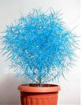 Colorful Grass Seed 100pcs Perennial Burning Bush Kochia Scoparia Grass Ornamental Flower Pots for Home Garden