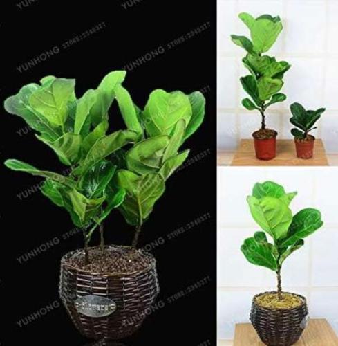 Ficus Pandurata Seed Potted Seed Flower Seed variety complete The budding rate 95% Perennial Garden Plant
