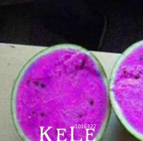 Rare Purple Flesh Watermelon Seed Super Big Water Melon Plants for Home & Garden