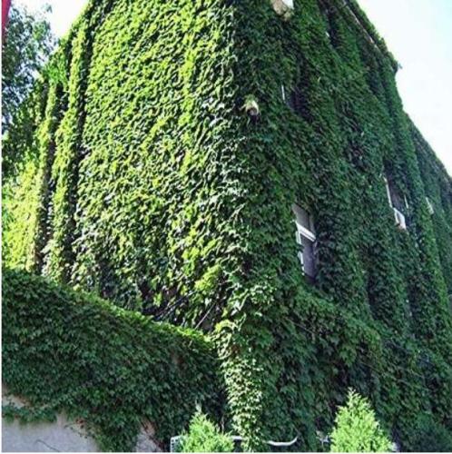 IVY Seed Outdoor Creepers Green Boston Ivy Seed Parthenocissus Tricuspidata Seed Home Garden Decor