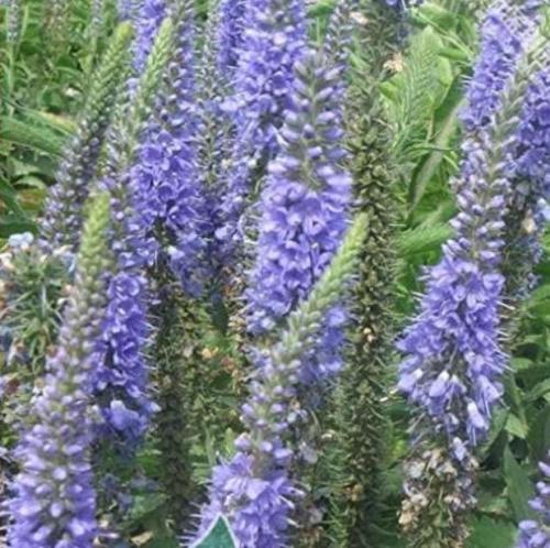 Spike Speedwell Veronica Spicata - Home Garden